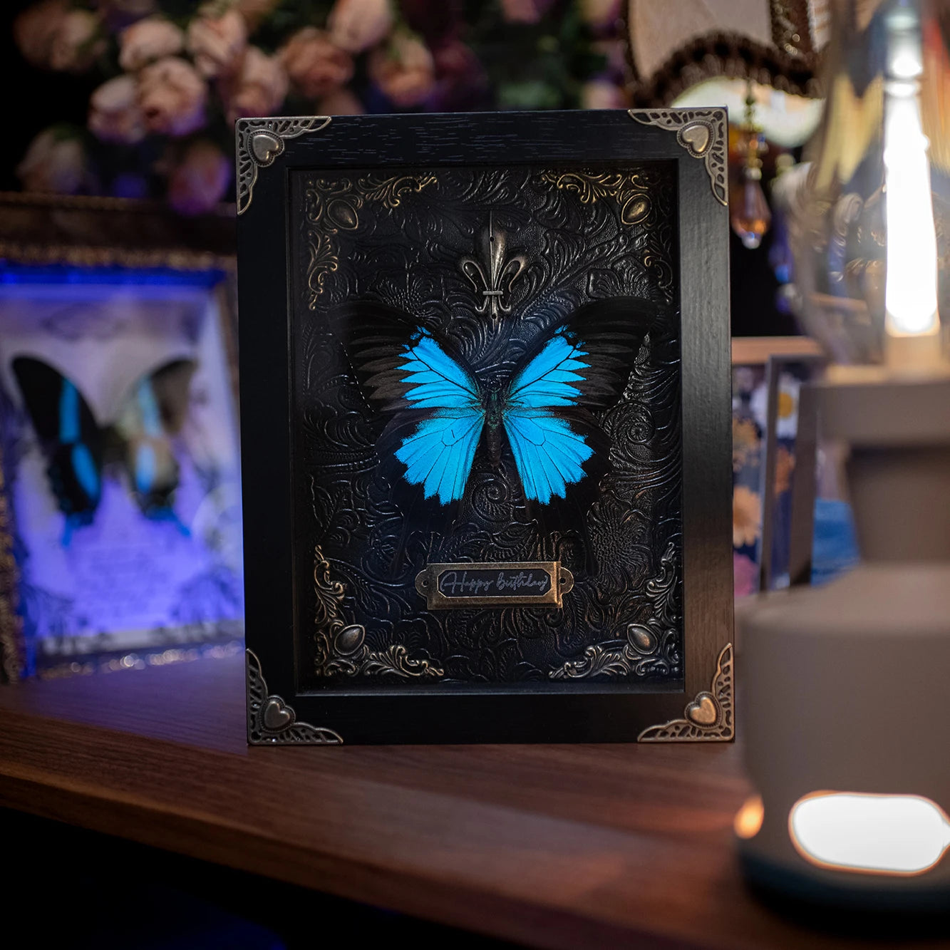 Azure Soul real butterfly specimen in gothic black embossed frame with gold corner details