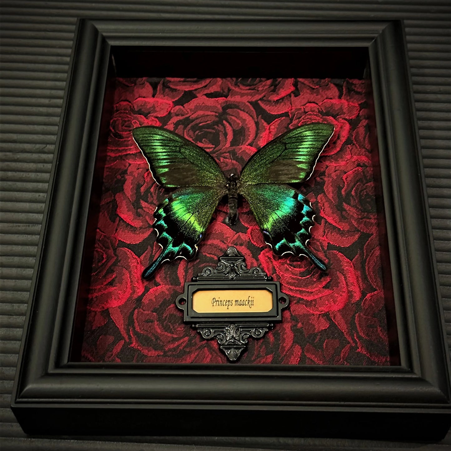 Real Butterfly specimen Home Decor Gift Collection Gothic Wood Fram Shadow Display Box