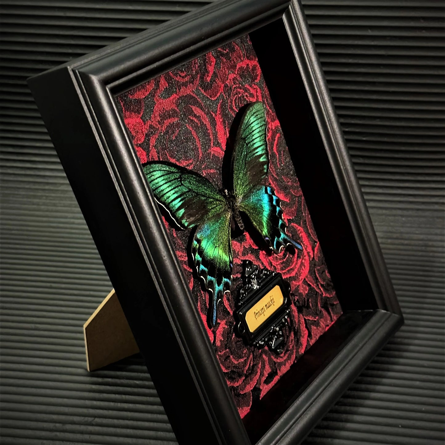 Real Butterfly specimen Home Decor Gift Collection Gothic Wood Fram Shadow Display Box