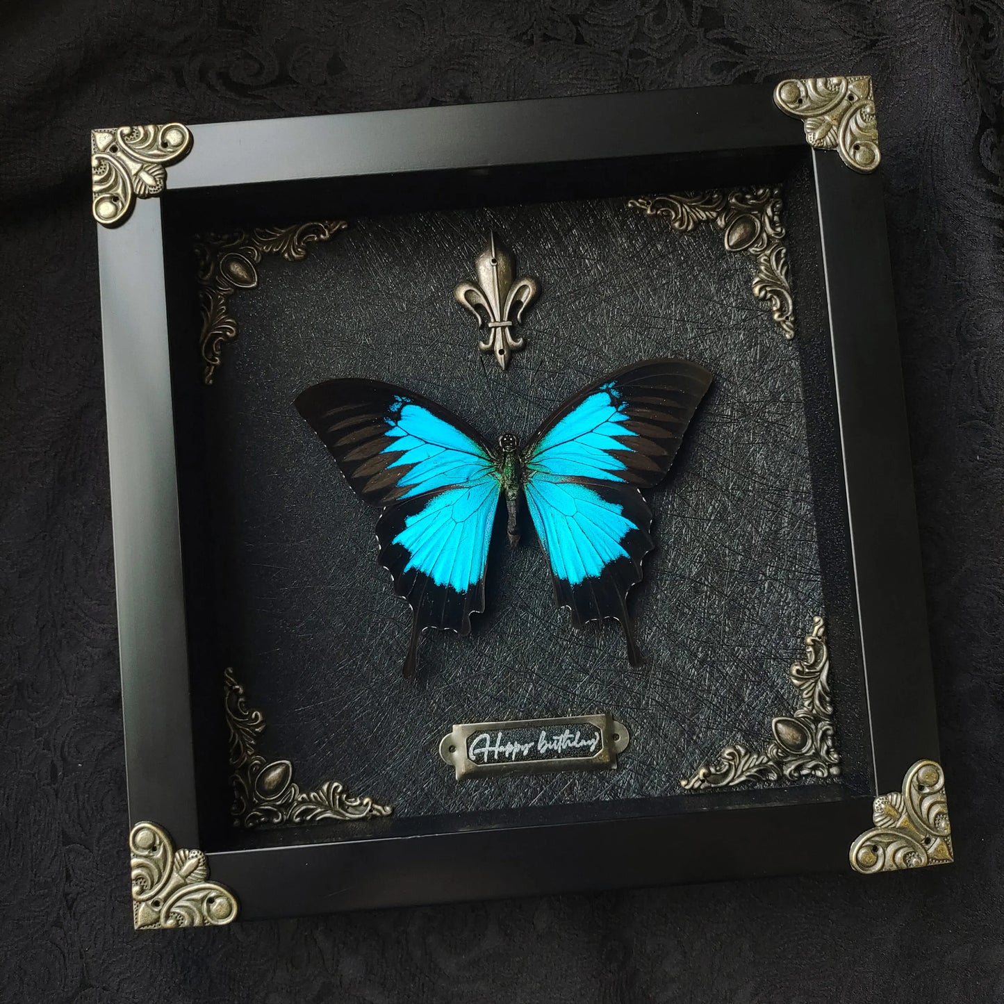 Real Butterfly Specimens Photo Frame Office