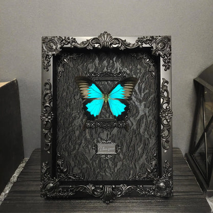 Real Butterfly Specimens Photo Frame Office