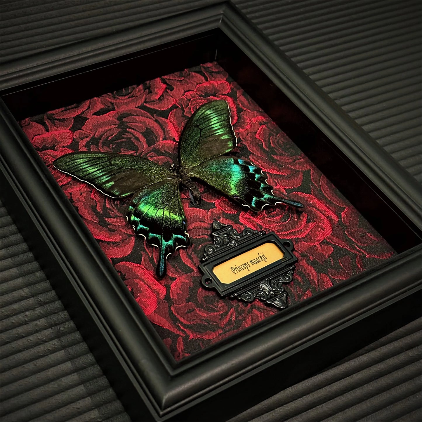 Real Butterfly specimen Home Decor Gift Collection Gothic Wood Fram Shadow Display Box