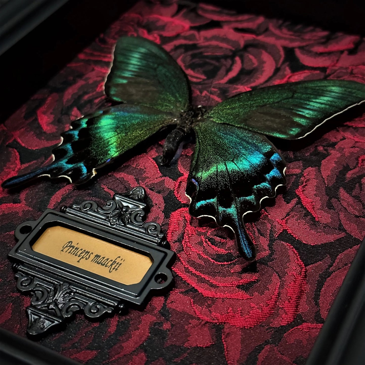 Real Butterfly specimen Home Decor Gift Collection Gothic Wood Fram Shadow Display Box