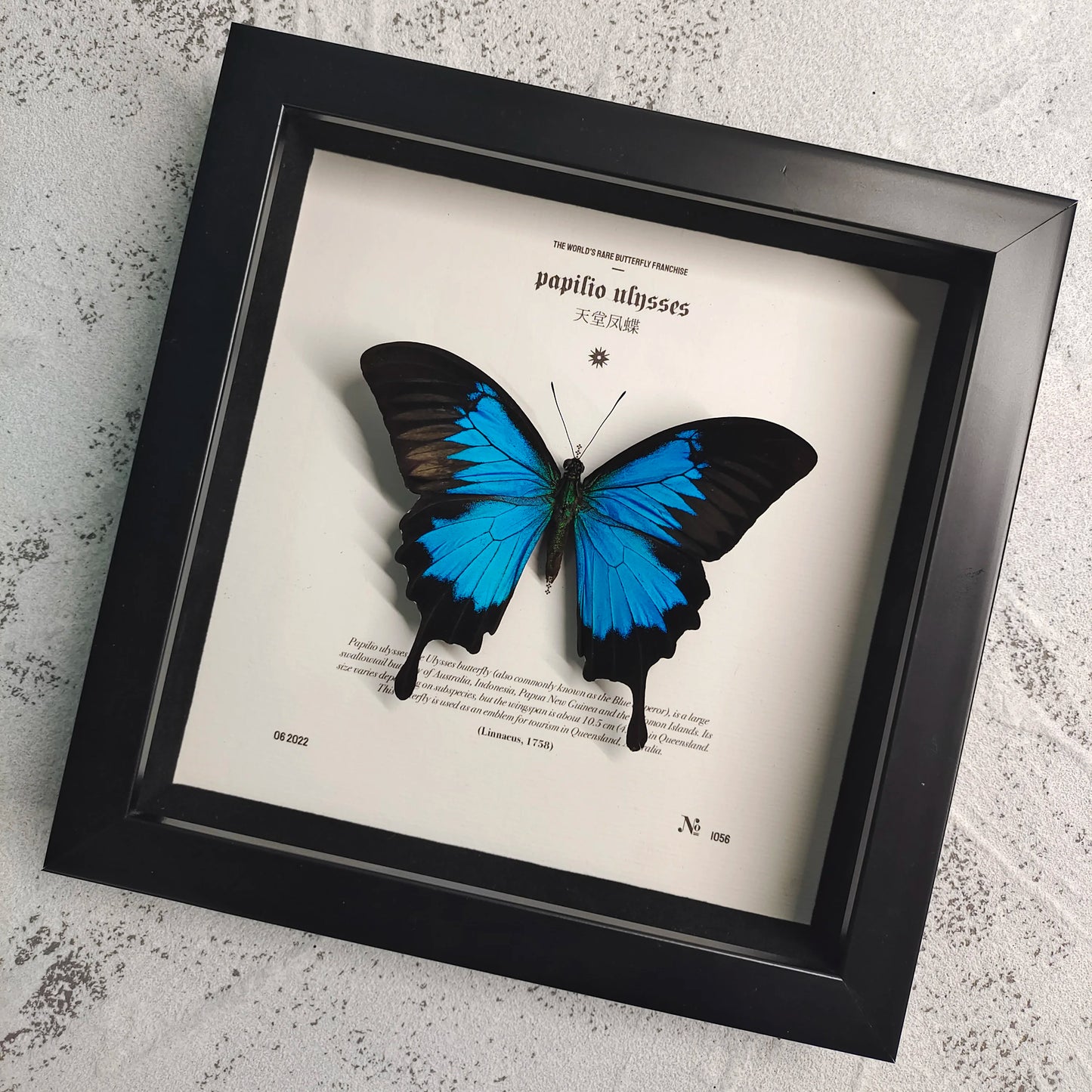 Real Butterfly Specimens Photo Frame Office